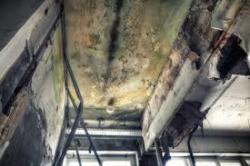 Why You Should Choose Our Mold Remediation Services in Hebbronville, TX